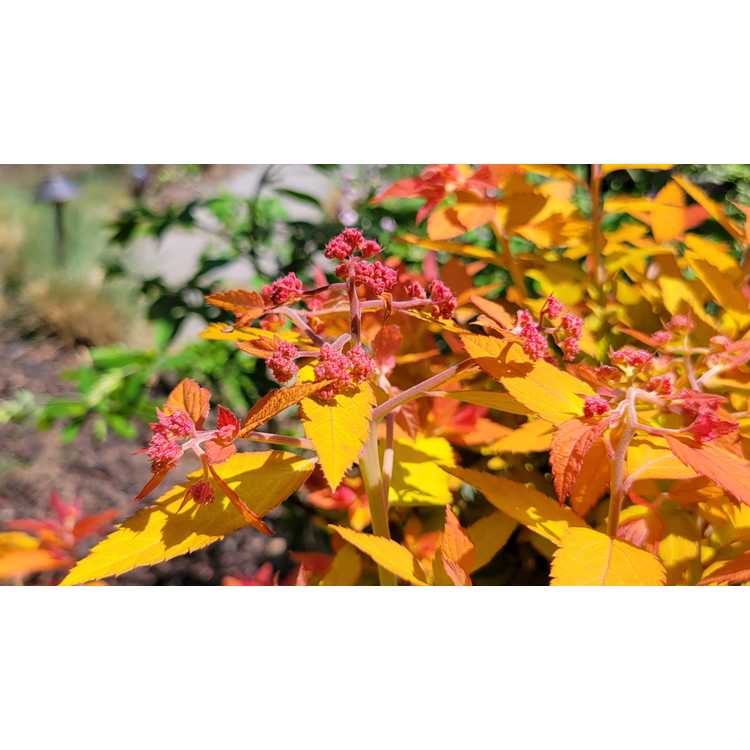 Double Play Candy Corn Japanese spirea