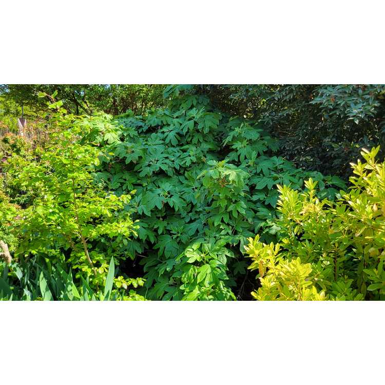 Hydrangea quercifolia 'Semmes Beauty' - oakleaf hydrangea