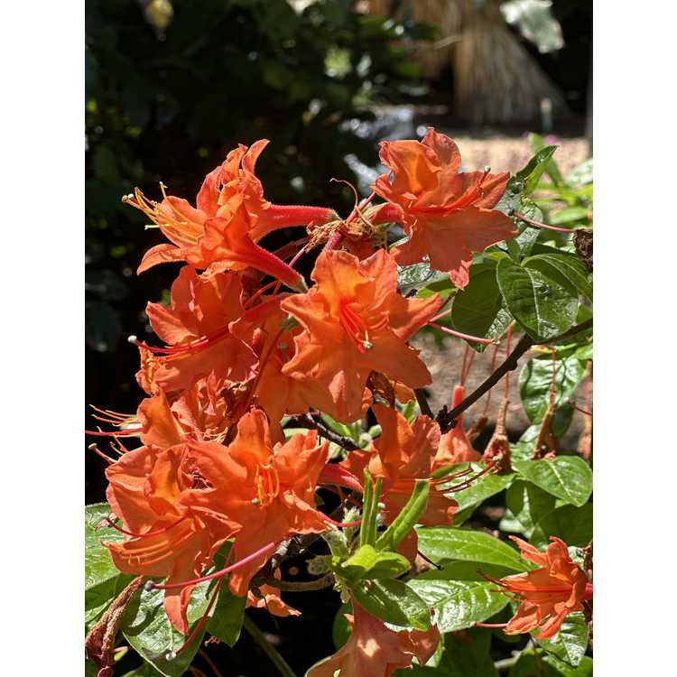 Rhododendron 'Mandarin Lights' - deciduous azalea