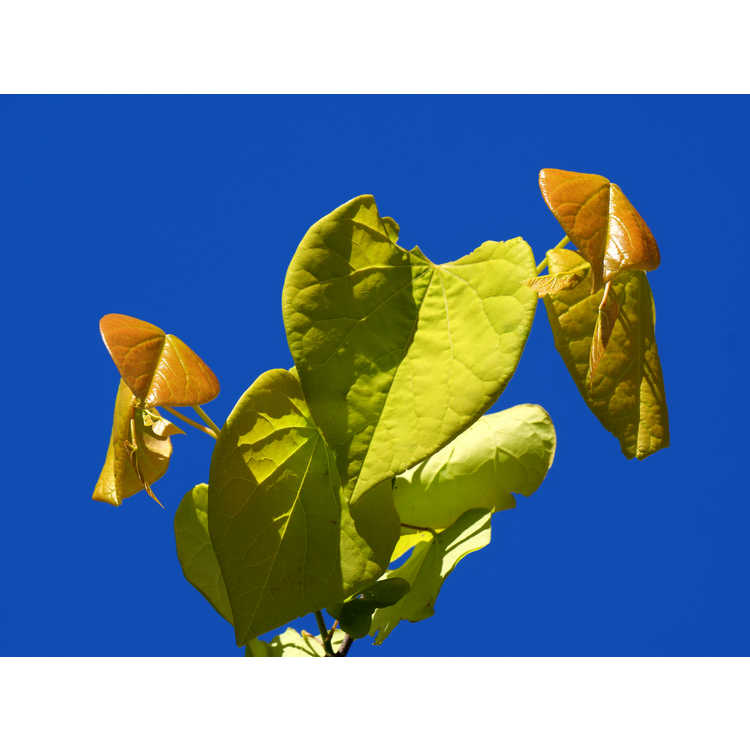gold-leaf eastern redbud