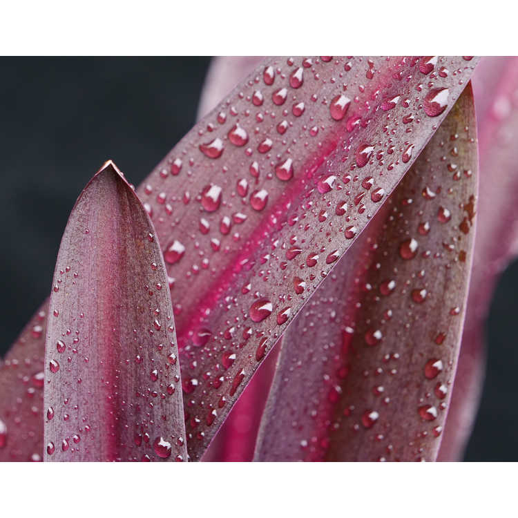 Eucomis comosa 'Sparkling Burgundy' - purple-leaf pineapple lily