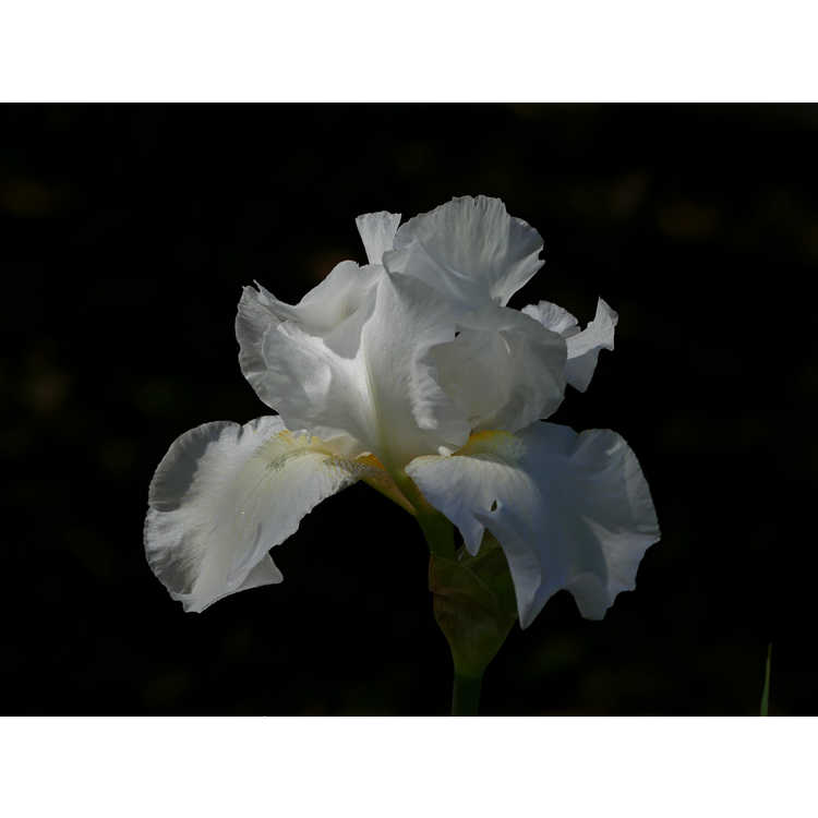 Iris 'Unchained Melody'
