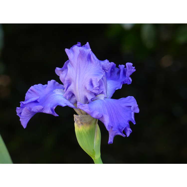 <em>Iris</em> 'Pure Sapphire'