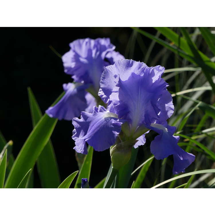 Iris 'Victoria Falls' - tall bearded iris