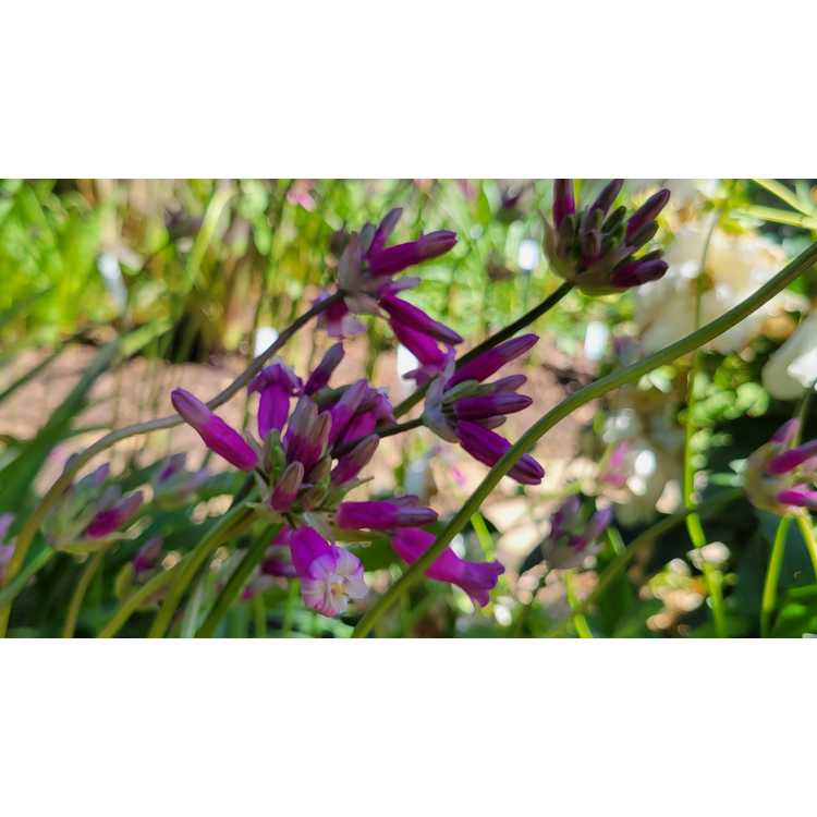 Dichelostemma congestum 'Pink Diamond' - fork-toothed ookow