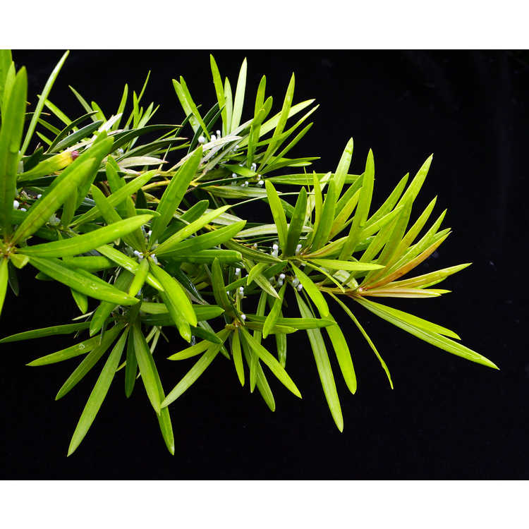 Podocarpus macrophyllus 'Akame' - red-tip Japanese yew