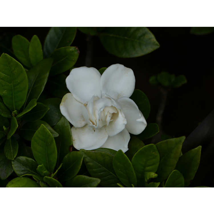 Gardenia jasminoides 'Crown Jewel' - Cape jasmine