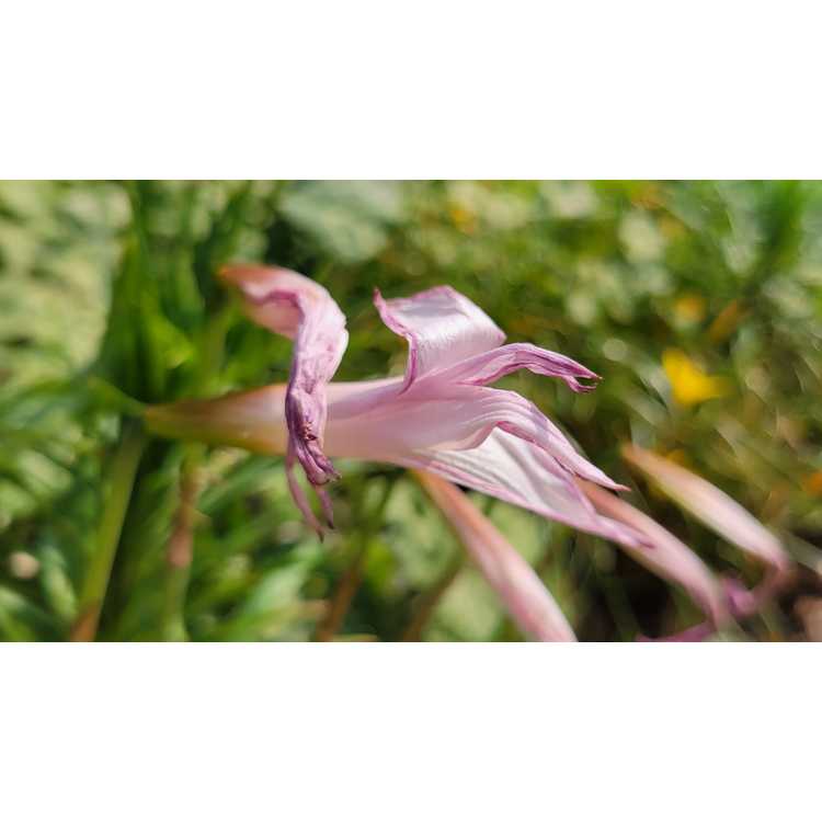 Habranthus - hybrid rain-lily