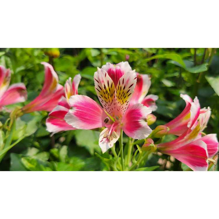 Alstroemeria ×hybrida 'PAS2052' - Jazze Rose Frost Peruvian lily