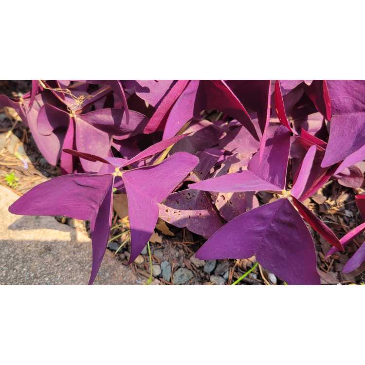 Oxalis triangularis 'Mijke' - purple shamrock