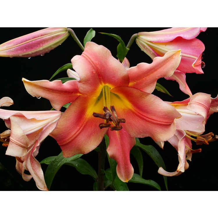 Lilium 'Satisfaction' - hybrid lily
