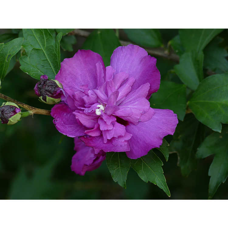 Hibiscus syriacus 'Ds03rs' - Raspberry Smoothie rose-of-Sharon