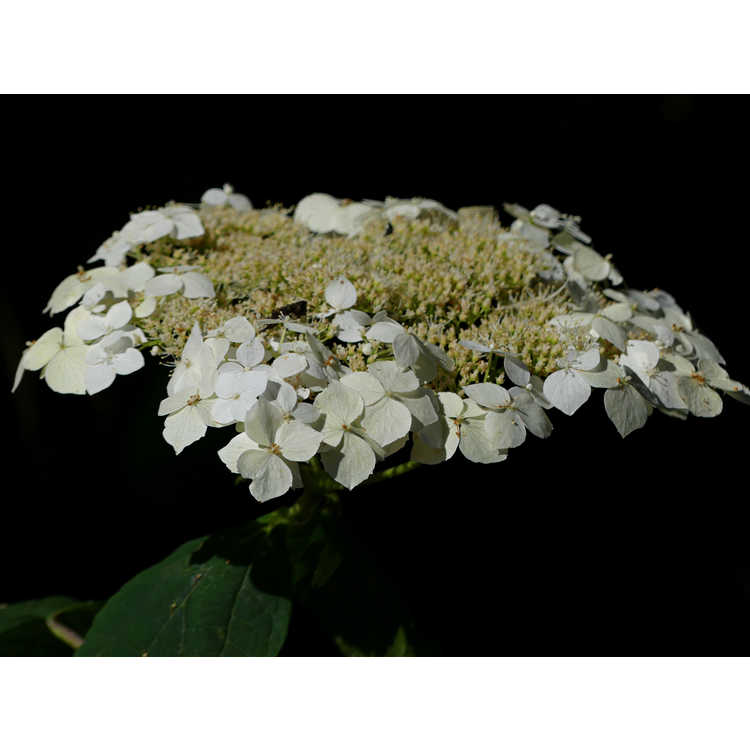 Hydrangea arborescens 'Mary Nell'