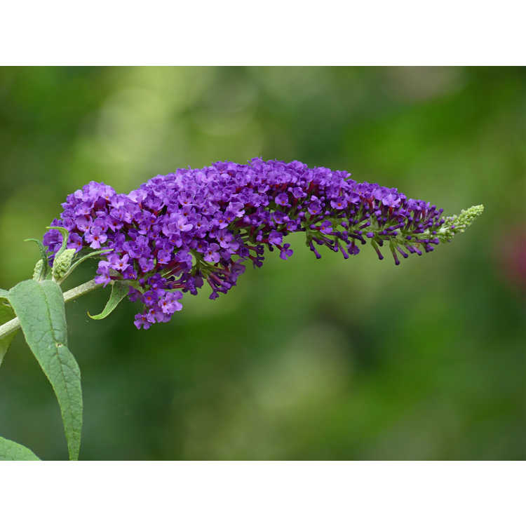 Buddleja davidii 'Potter's Purple' - butterfly bush