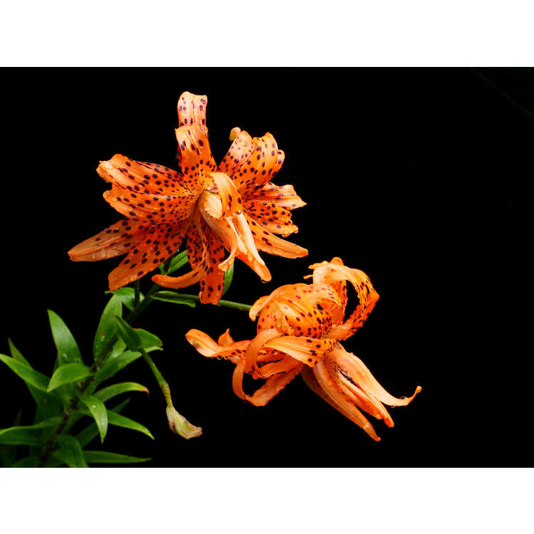 Lilium lancifolium 'Flore Pleno'