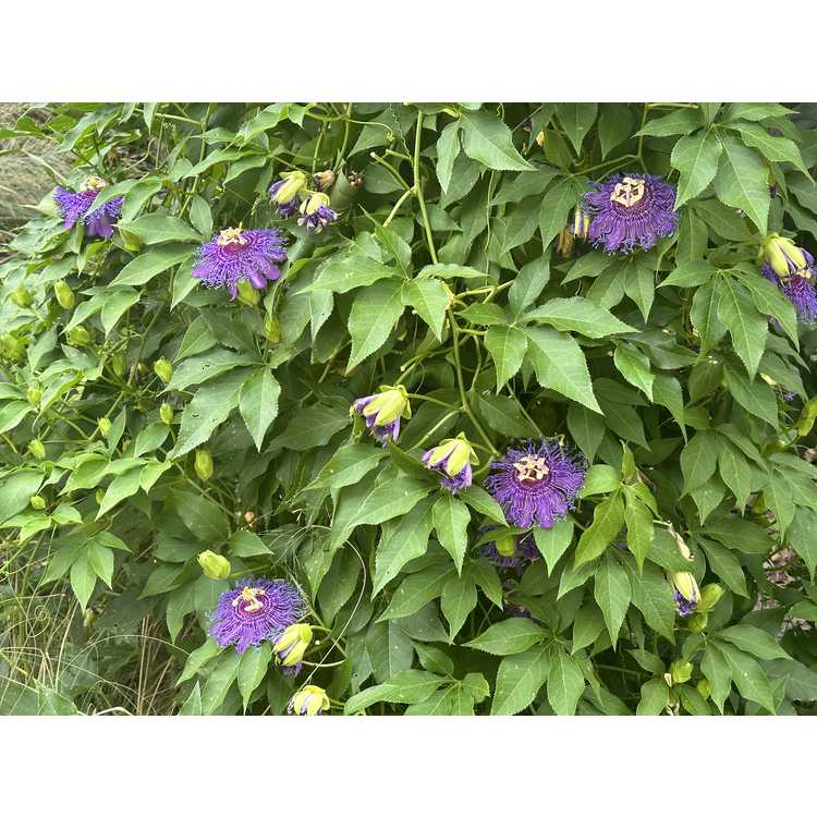 purple passion flower