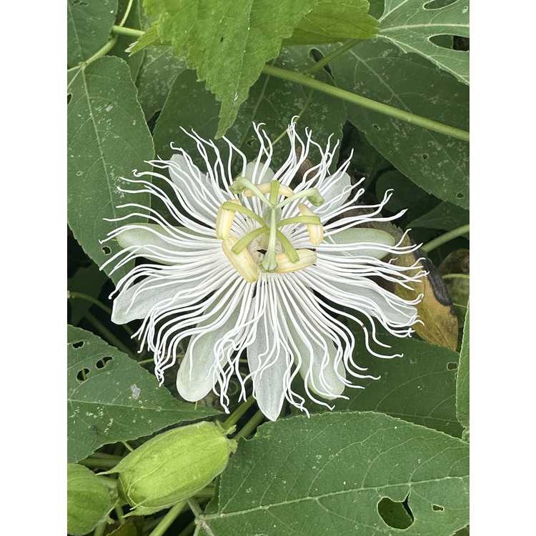 Passiflora incarnata white form