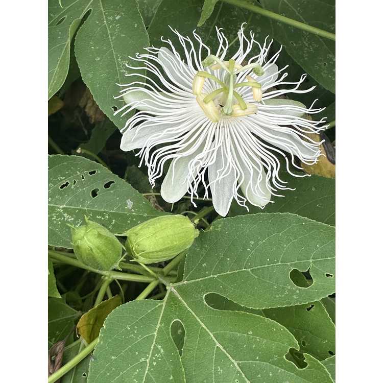 <em>Passiflora incarnata</em> (white form)