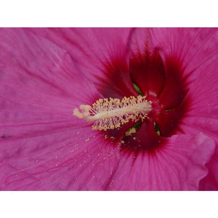 Hibiscus - Tamus 171351E mallow