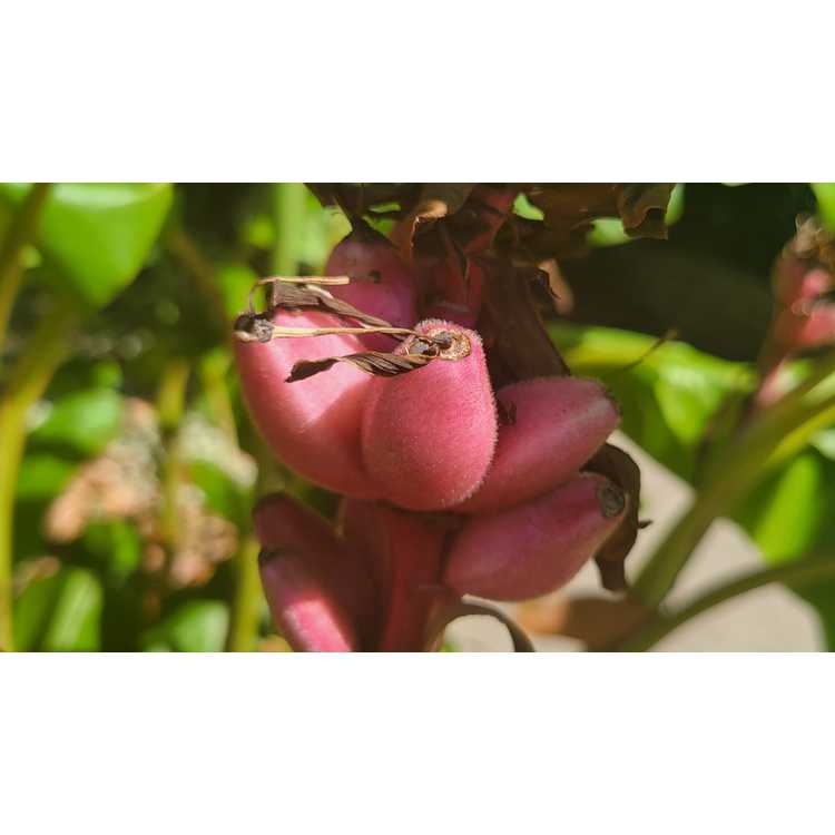 Musa velutina - velvet pink banana