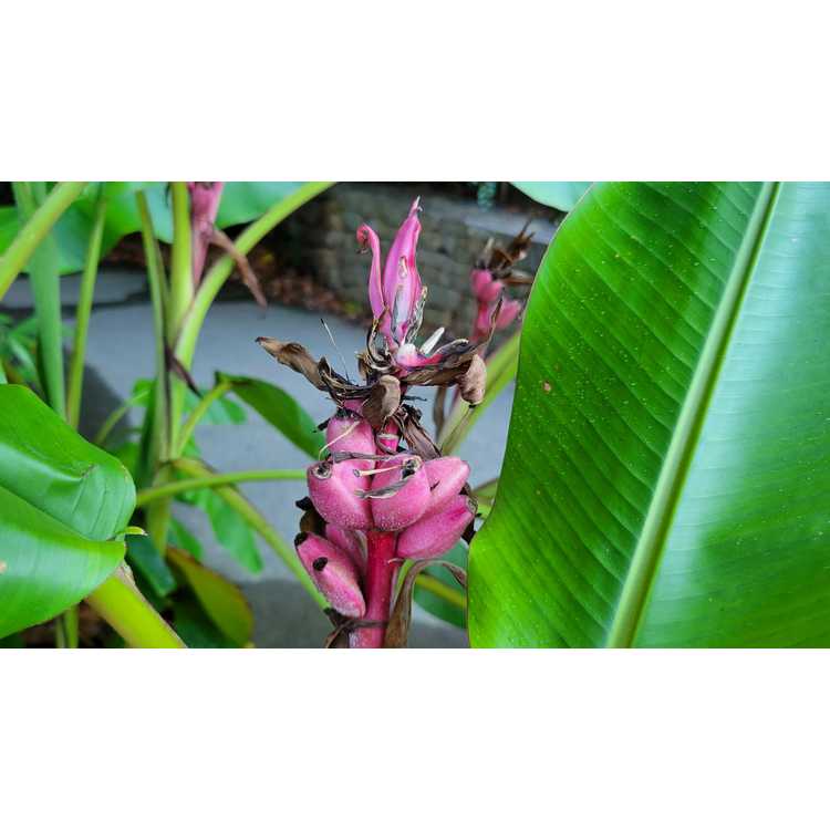 Musa velutina - velvet pink banana