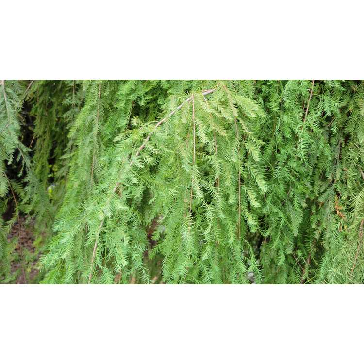 Taxodium distichum 'Cascade Falls' - weeping bald cypress