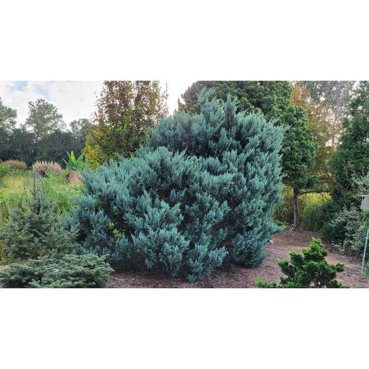 Juniperus virginiana 'Glauca Compacta' - compact blue eastern redcedar