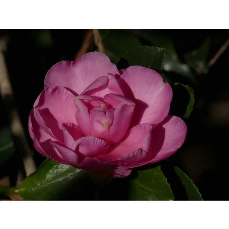 Camellia sasanqua 'Green 99-031'