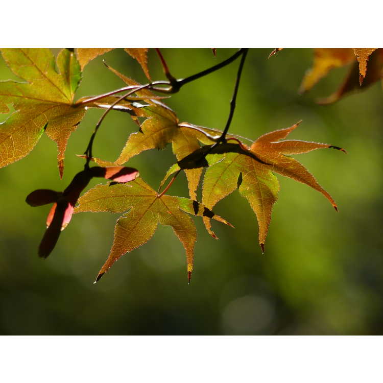 Acer palmatum 'Bloodgood' - purple-leaf Japanese maple