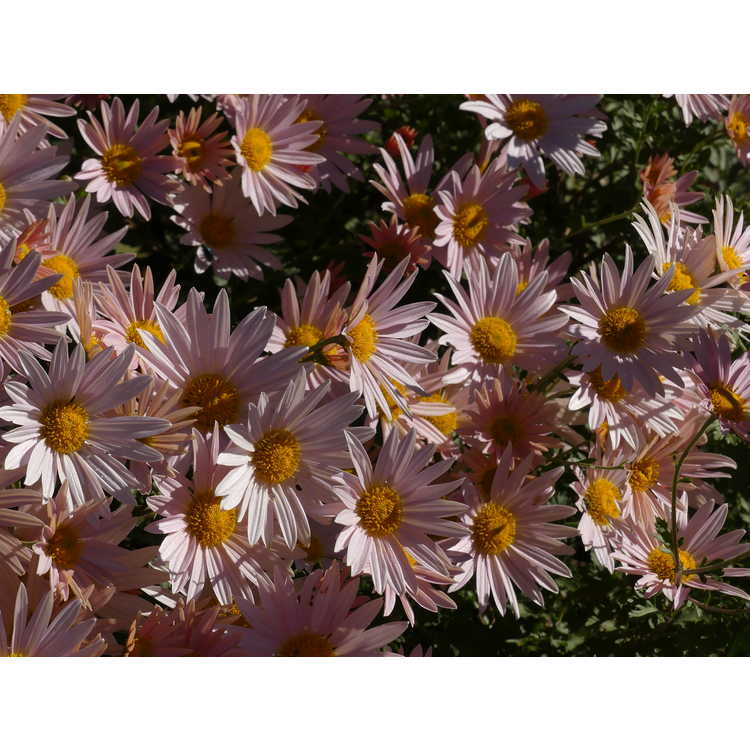 Chrysanthemum 'Sheffield Pink' - garden chrysanthemum
