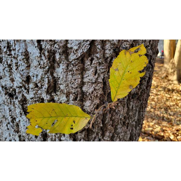 Quercus variabilis - Chinese cork oak