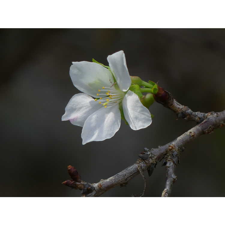 Prunus incisa 'Shikizaki' - weeping Fuji cherry