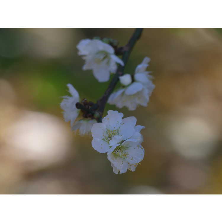 Prunus mume 'Tojibai' - white flowering apricot
