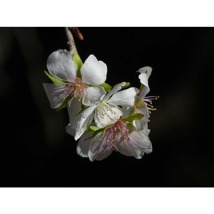 <em>Prunus incisa</em> 'Shikizaki'