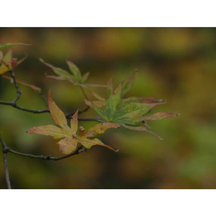 Acer palmatum 'Ukigumo' - variegated Japanese maple