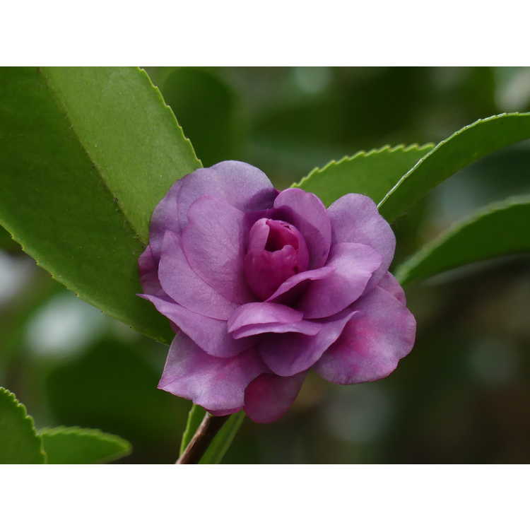 Camellia ×hiemalis 'Green's Blues' - camellia