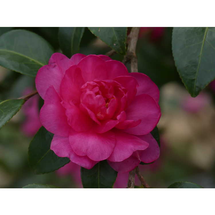 Camellia sasanqua 'William Lanier Hunt' - sasanqua camellia