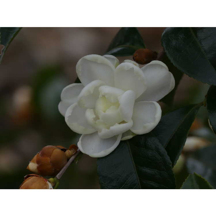 <em>Camellia sasanqua</em> 'Marie Kirk'