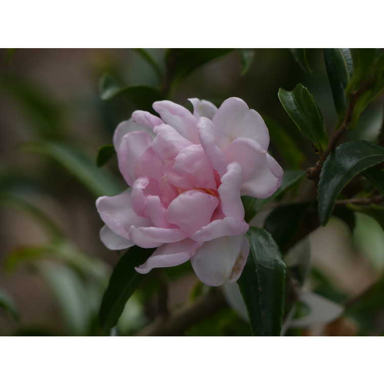 Camellia sasanqua 'Autumn Sentinel' - upright sasanqua camellia