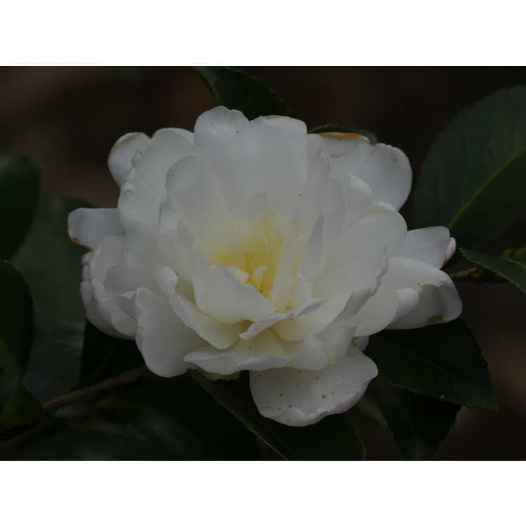 <em>Camellia sasanqua</em> 'Fuji-no-yuki'