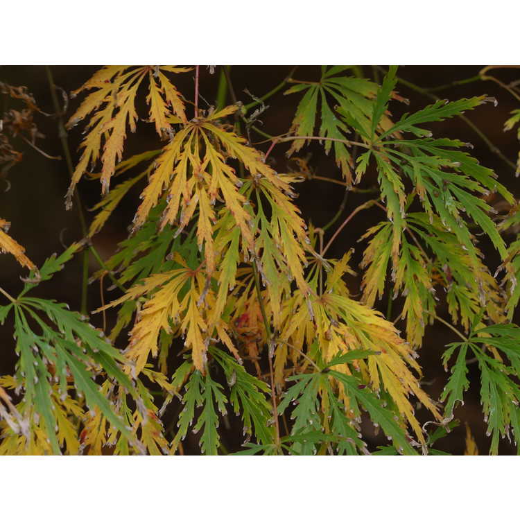 Acer palmatum 'Pendulum Julian' - red lace-leaf Japanese maple