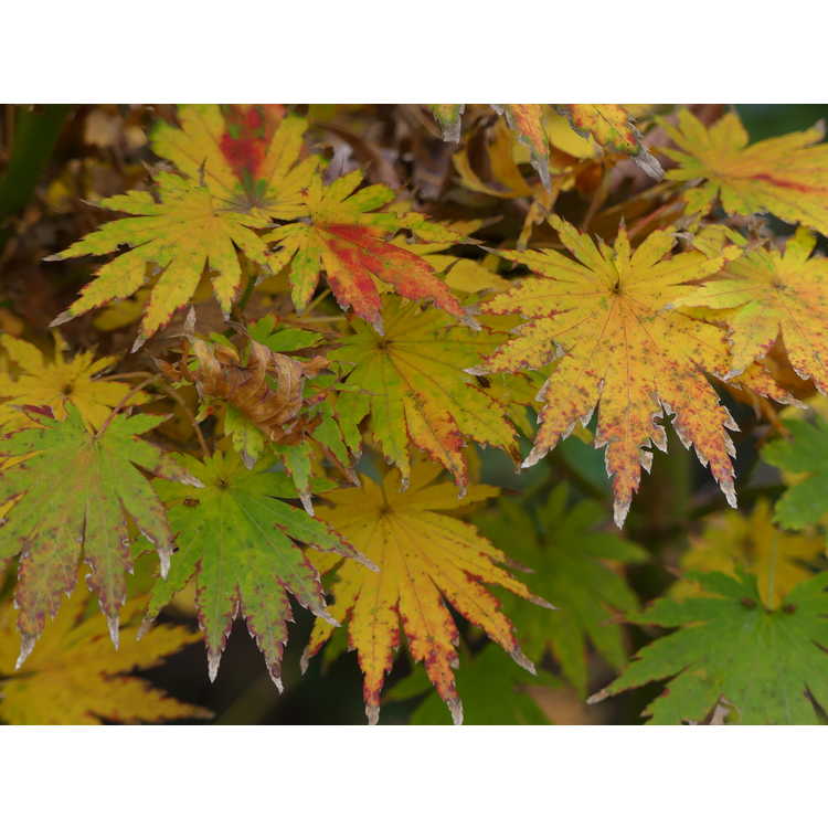 Acer shirasawanum var. tenuifolium 'Keikan Zan' - fullmoon maple