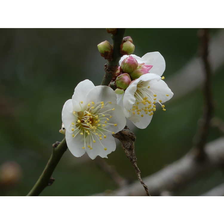 white flowering apricot