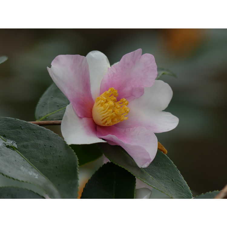 <em>Camellia</em> 'Yume'