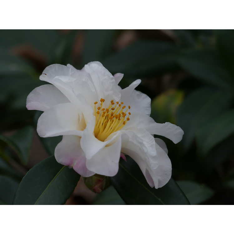 Camellia ×vernalis 'Ginryu'