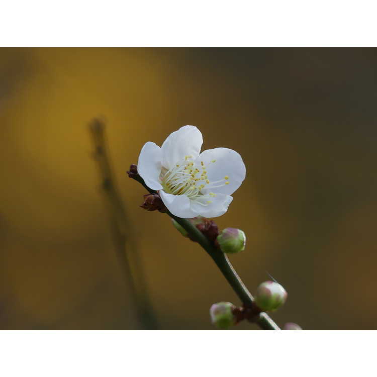 Prunus mume 'Tojibai' - white flowering apricot