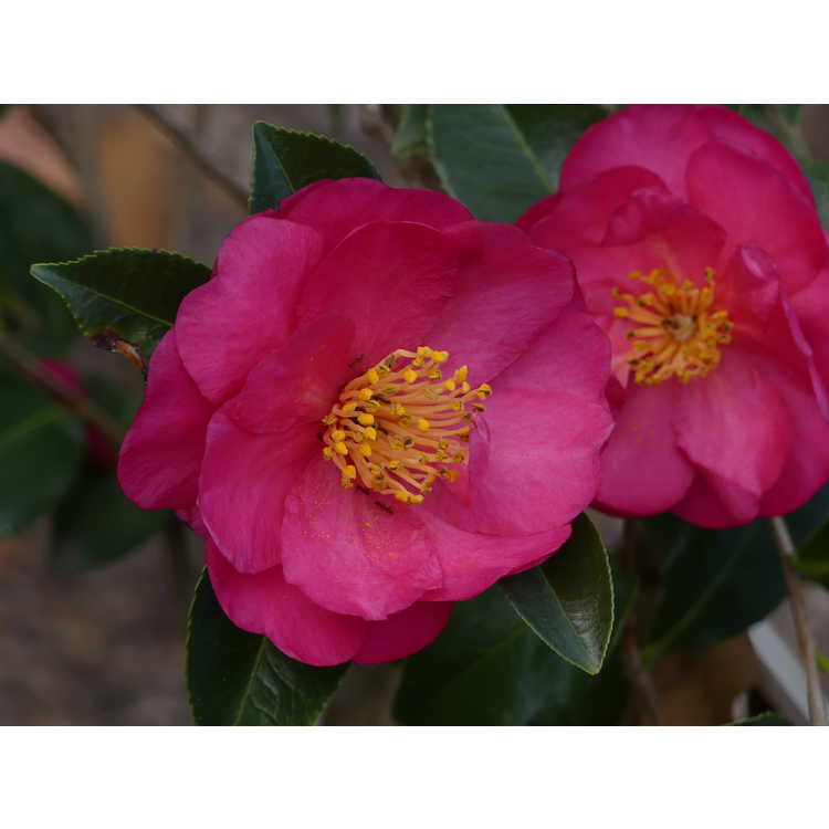 Camellia ×hiemalis 'Dazzler'