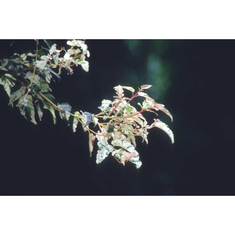 variegated hawthorn maple