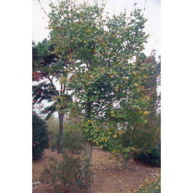 Acer pictum subsp. mono - painted maple