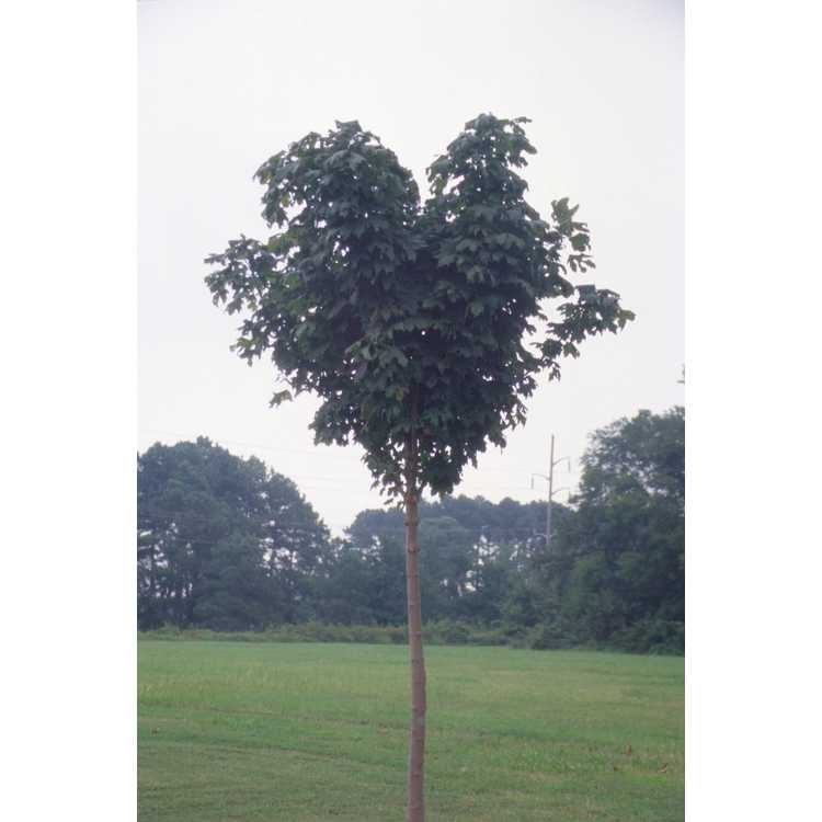 <em>Acer platanoides</em> 'Globosum'